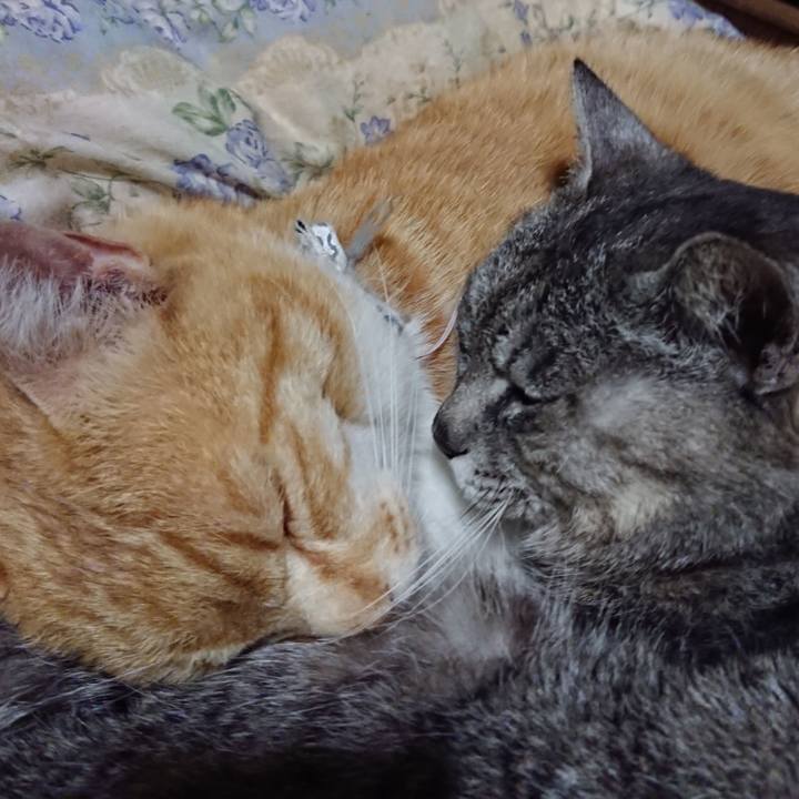 Fc63001e 9bdb 4878 88c6 3e7bda162fe6 1589546759783