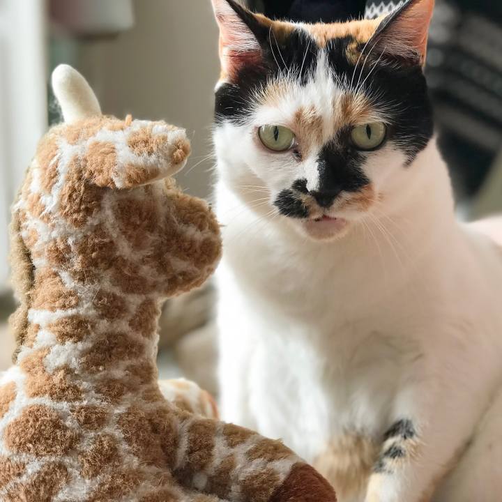 Fc631e68 8778 4ef0 a3ef fb50da5b35dd 1519262971684