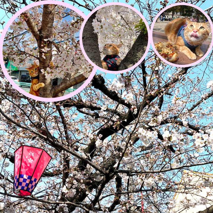 Fc633ff5 839a 403f aa79 612b7b77dcd0 1648160365166