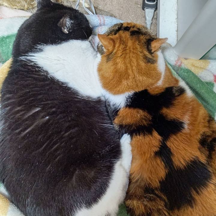 Fc634646 8e46 48da 8b28 252a81bca91a 1635371114508