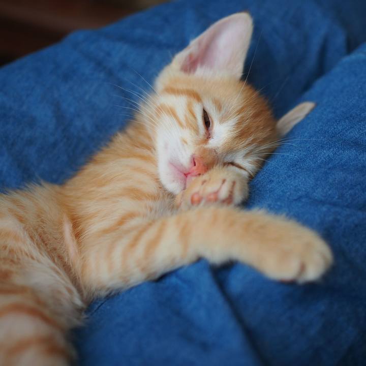 Fc640099 0c8b 4657 af6a b380a2b53d0e 1571986637120