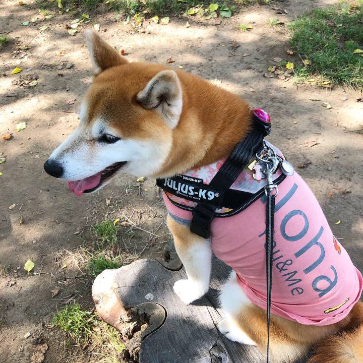 Fc64bf22 d5dd 4b31 ba21 8047cb51dd1b 1564371332429