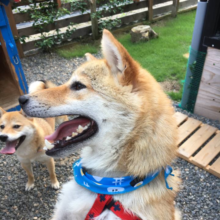 Fc66baf8 4955 4c44 a5f6 b7d1a396764f 1511849425663