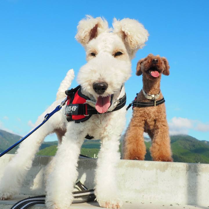 Fc67460a 5a51 4dd6 8b90 fb40167a002a 1533941518005