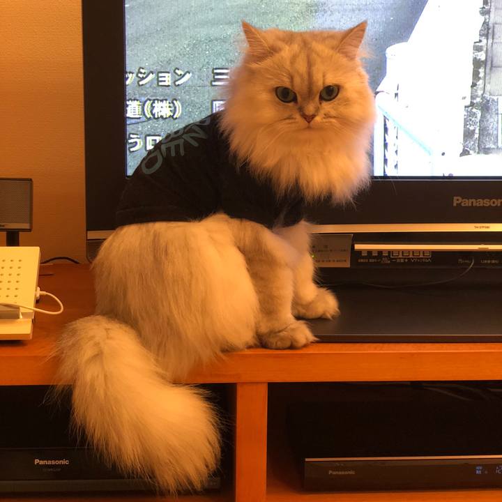 Fc6844c3 4b7b 4edc ab35 7d7b13033877 1539427297964