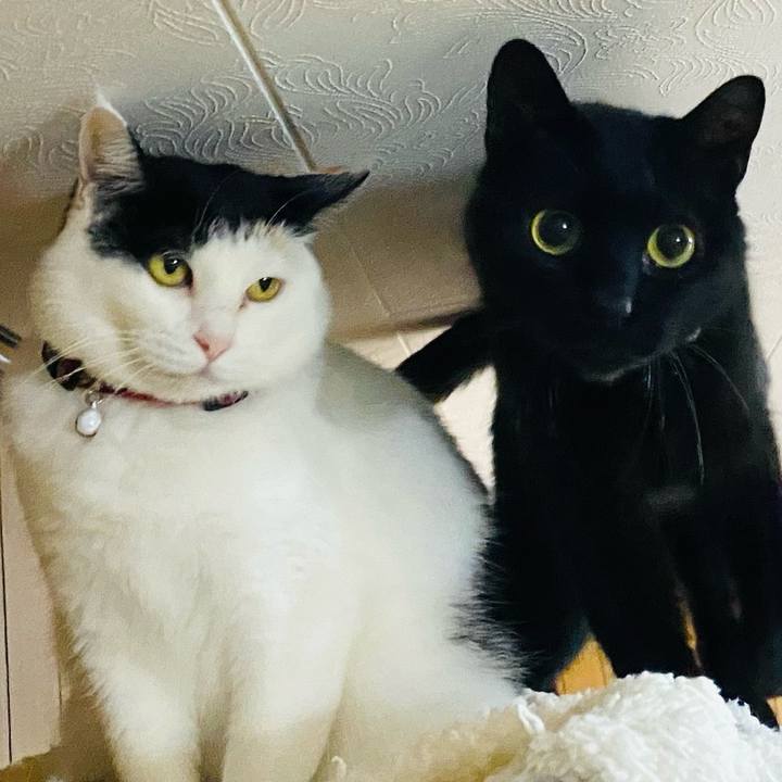 Fc686f98 c460 488d 9282 a9dbf213a873 1680559930823