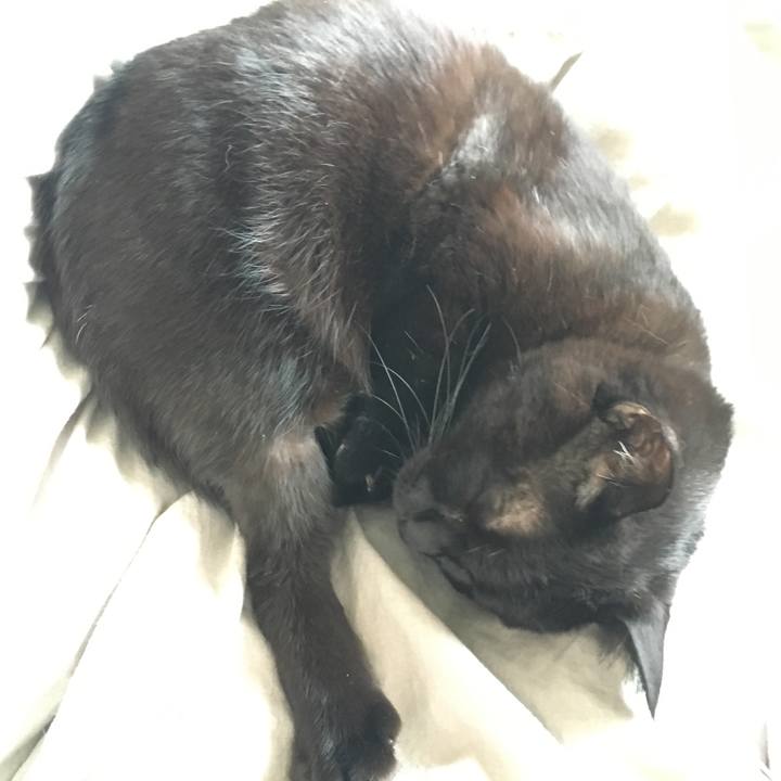 Fc6a50fc 4b1c 494b 8cd2 ccfbaa7561bd 1511411225309