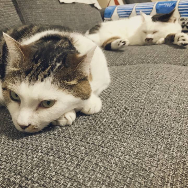 Fc6b0096 04d3 46e2 a17c 6116207709e4 1533943984497