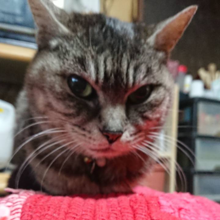 Fc6c65c9 17fc 473e ace7 de0a5de9b135 1554584569840