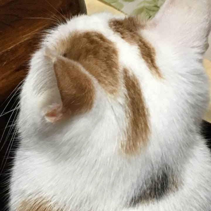 Fc6cbb54 b6d0 45e8 a0e2 d1ae8c860801 1512902833976