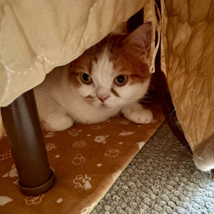 Fc6fe6c3 a332 4c0d bd3a 19b982f4c301 1774406925622