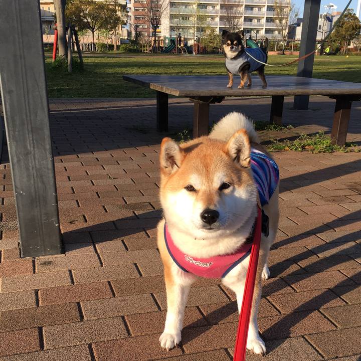 Fc709159 acb8 45b1 b453 c17799a8ffc2 1590807184398