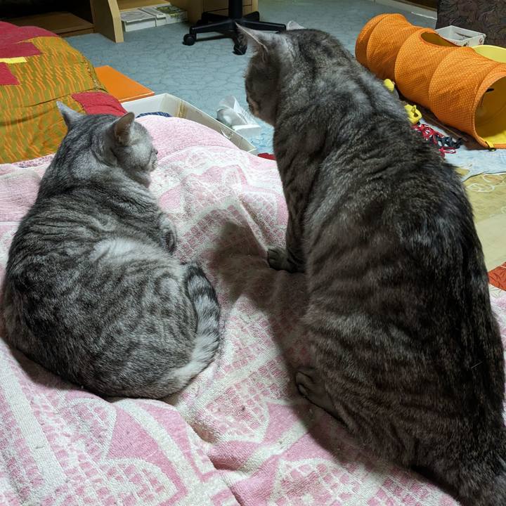 Fc74243c f34f 416d 80a2 9d12a5c9831b 1715269881624