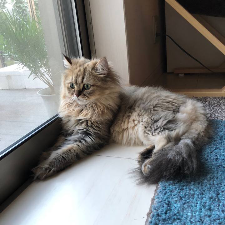 Fc747bef debd 494f bbf3 e94fc75967bb 1531558272739