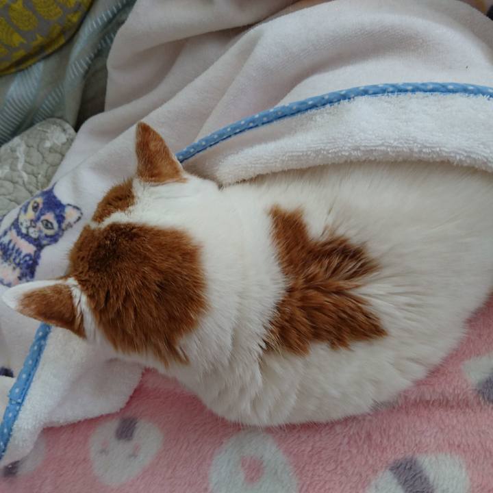 Fc75caed 398f 4b84 924b 4e2510a35130 1553943308089