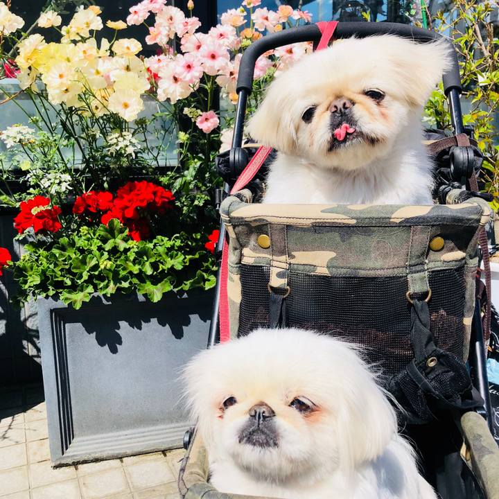 Fc77185a 87f1 420f ad1a 4c0f8c0b24b3 1586074174579