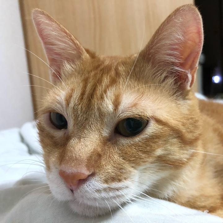 Fc787bfe 228f 4b85 ba13 dbb7501a9e8f 1599577066536