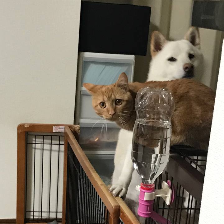 Fc797bc1 a7d6 4d0a b7be cff77e690e0e 1513683780115