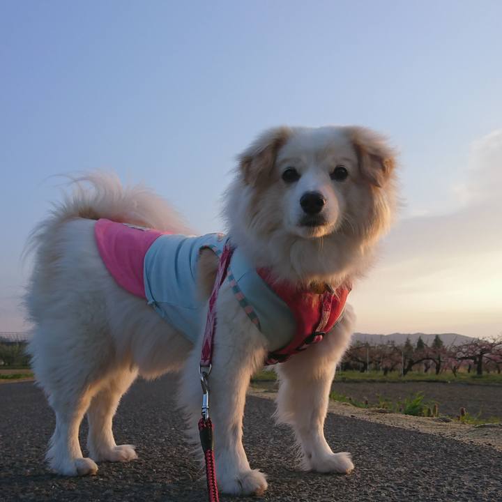 Fc7b81d4 671a 4da0 8d90 13c6e54da640 1524170810636