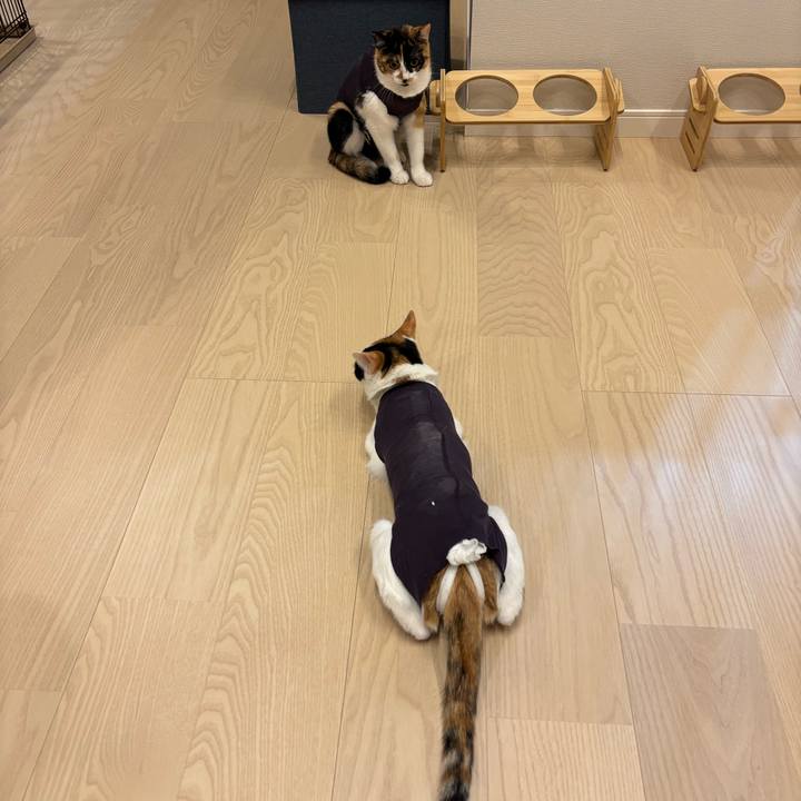 Fc7d16c2 7064 46a6 8ea9 c4ac9023515f 1766571136799