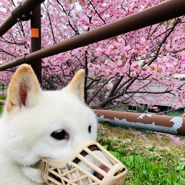 Fc7ec804 0419 466a a9be 99acda0fc36d 1619904305711