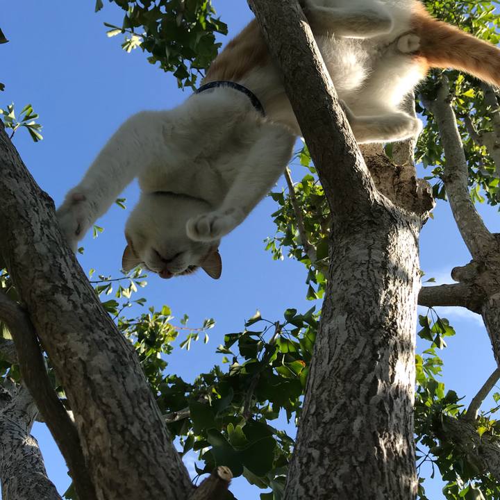 Fc80d6d5 bf10 40fe 963a 30c94bb83624 1508287833218