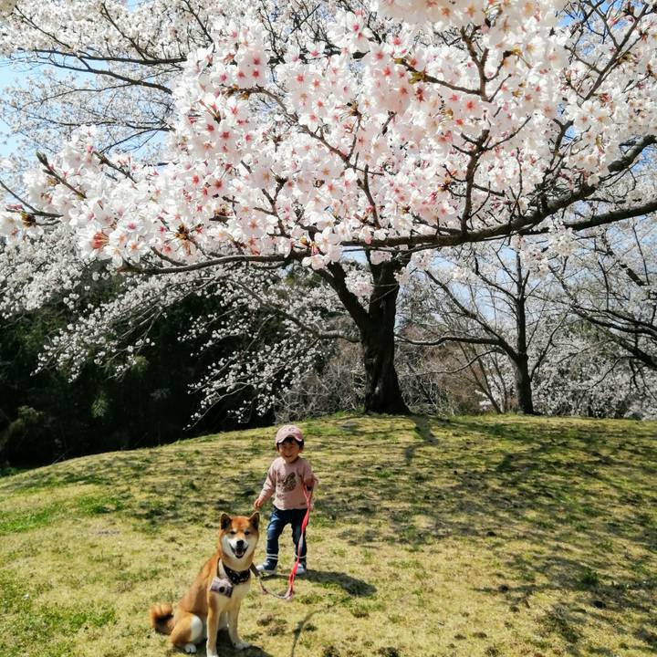 Fc822186 1455 43e3 b300 8675f653f4e9 1585223103715