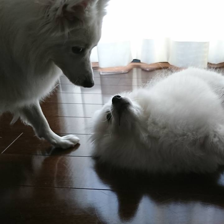 Fc8242e8 0eda 40c9 a9e8 b8efb9b7a2aa 1552284923413