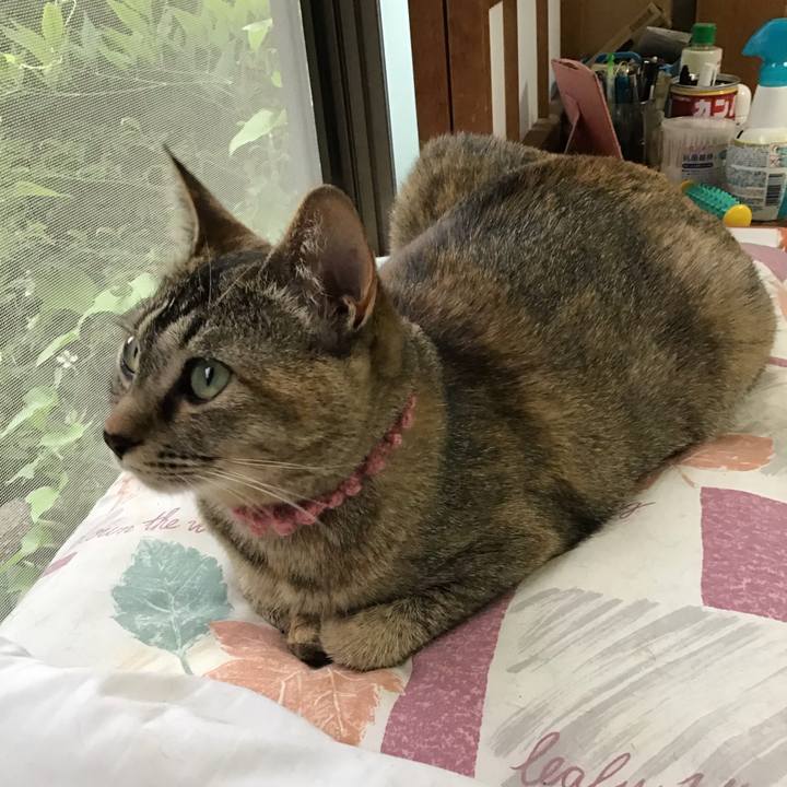 Fc830bd7 2ccc 4b41 b552 240f9ee65b83 1591434247165