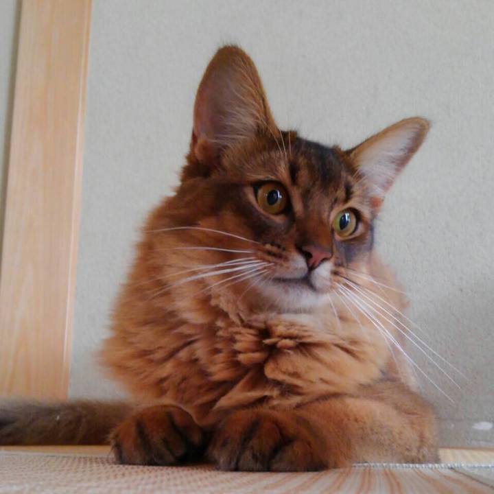 Fc868791 6067 4c80 8a81 6fabb0706c6a 1593397064846