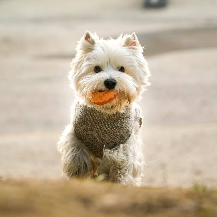 Fc86a55d a0be 4be2 85c0 171ddb4ad498 1516057420606