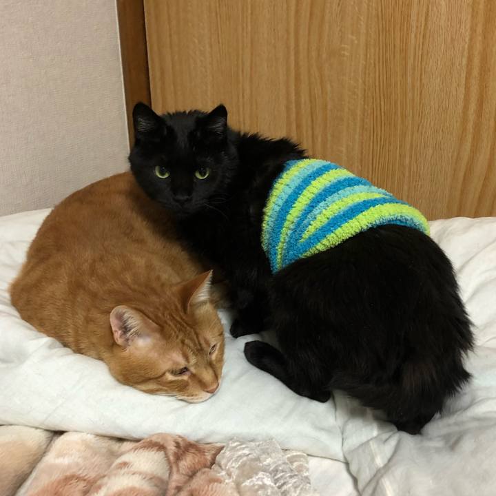 Fc891f95 d7f9 4b2b 8f13 ce282c7a4dc8 1582538471001