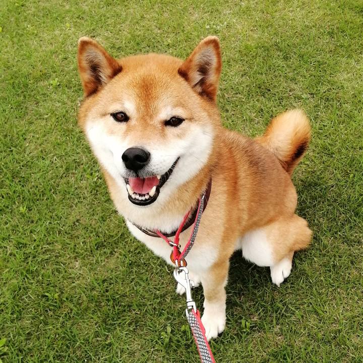 Fc895b85 400b 4665 8445 09da3b40aeda 1589538535054