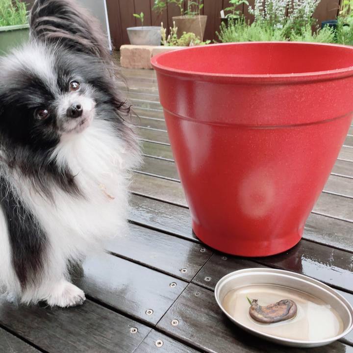 Fc8989a5 d987 4342 a0e2 c9959353849b 1595461175709