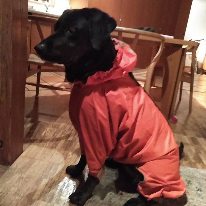 Fc8aa37e 5637 4752 bffe e06b74aef398 1583835698931