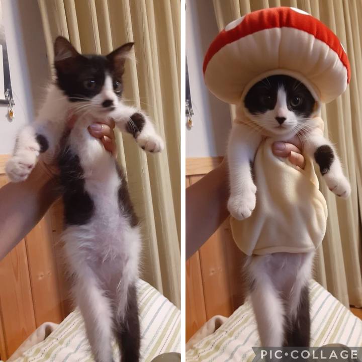 Fc8d1c07 d4aa 4768 bd0e f4351a5317bc 1766489226012