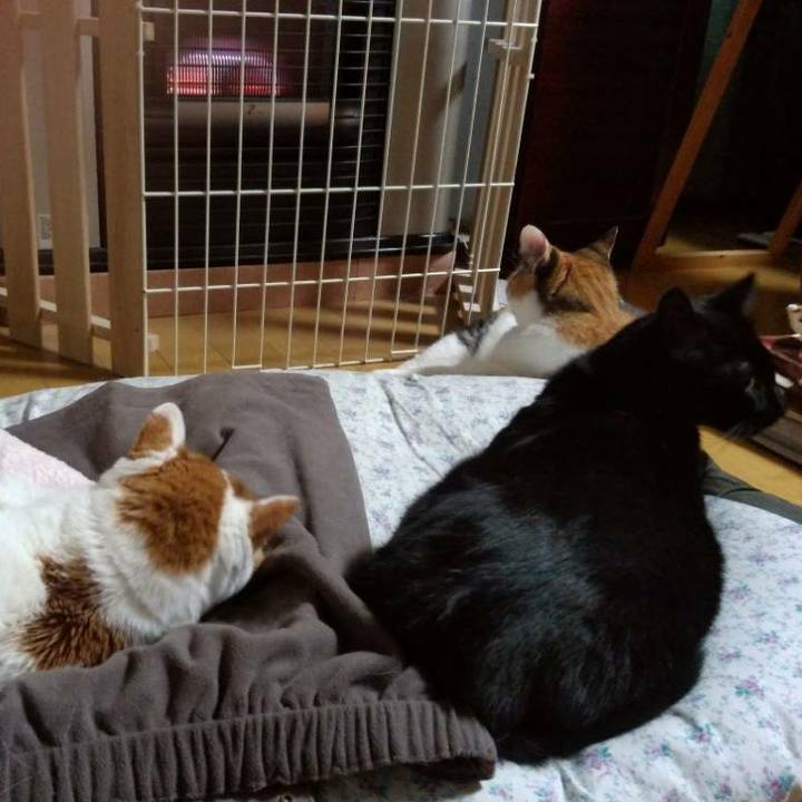 Fc8db8cb 8d8c 46a9 9caa 68a521481f8a 1543659877137