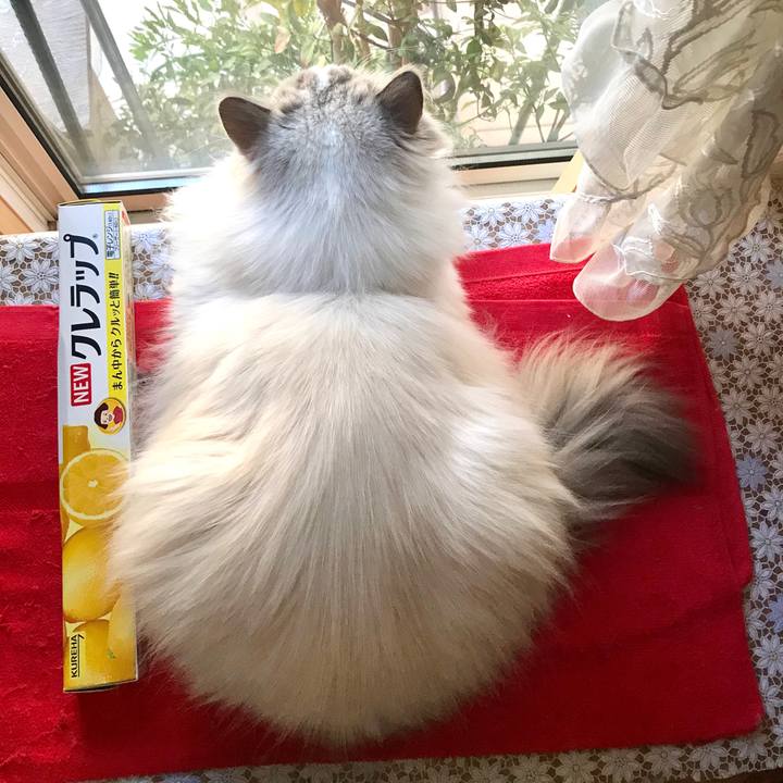 Fc8e2801 5832 4010 817c 14b99dc9e00d 1585173391157