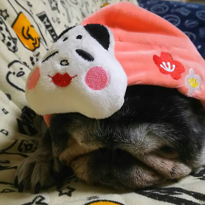 Fc8eacd7 dd6a 45e6 91d2 0ed571299c84 1518447625876