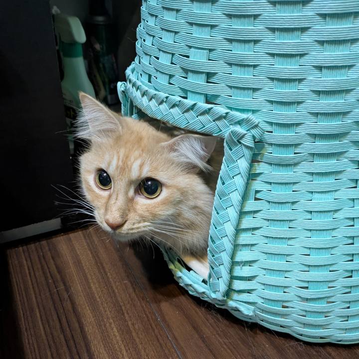 Fc8ed6d1 e4c0 496a a967 ac48aca97440 1736949448729