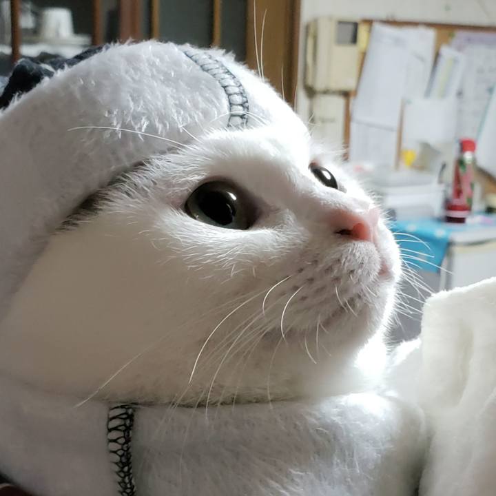 Fc8f09a5 3a51 4bed a800 c29922936cb9 1545066292339