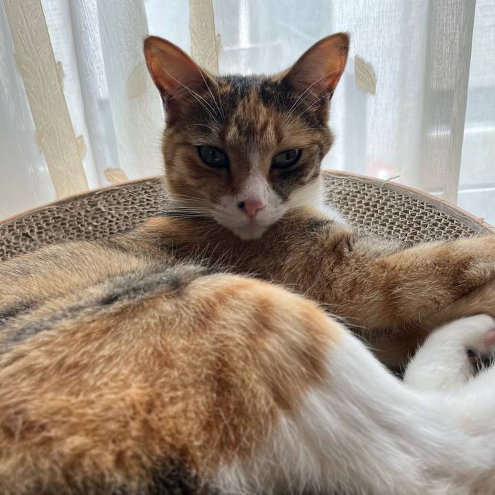 Fc913e3d 9177 432c a46a bec272862acd 1716348877419