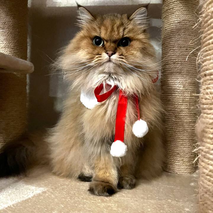 Fc9145ba af4e 4fff 9d9d a5a01410e464 1640343585112