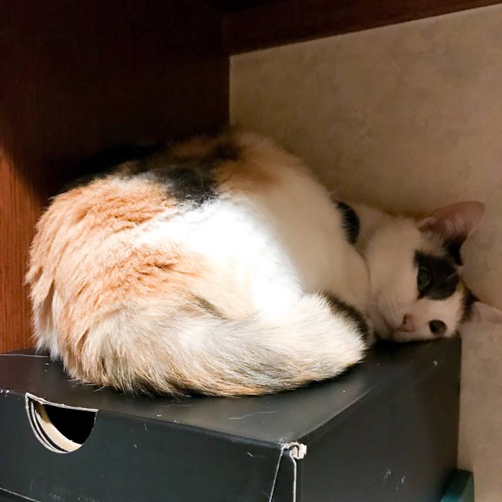 Fc92273a 06e8 4456 afa2 1e064e655edd 1529937560961