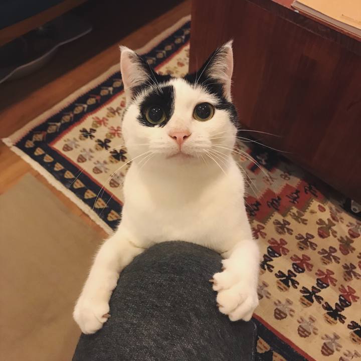 Fc96ba1f b022 450c 8e31 63ba066491b8 1519445576310