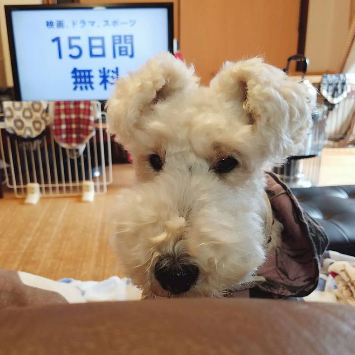 Fc96d62b ac08 4e88 bd18 09a279085b21 1523886941660