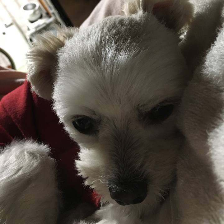 Fc9766f0 3a68 4cd3 9f97 1000f7787882 1512567120839