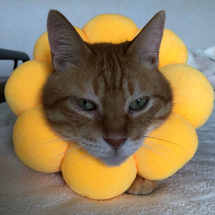 Fc9800f4 aac4 425a baf7 f00d544353da 1658648763004