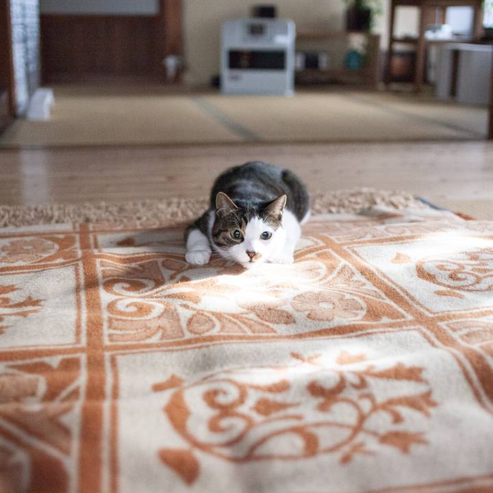 Fc995e82 5740 4cf6 9f86 b509b1b47a31 1609338539301