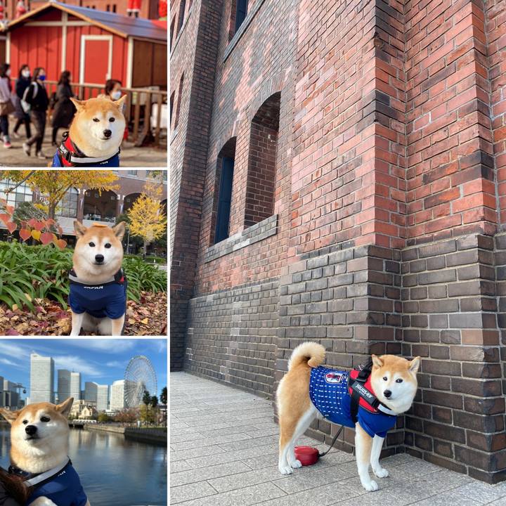 Fc9b136c b9b3 4c27 9a88 b175e77f4fca 1670331248970